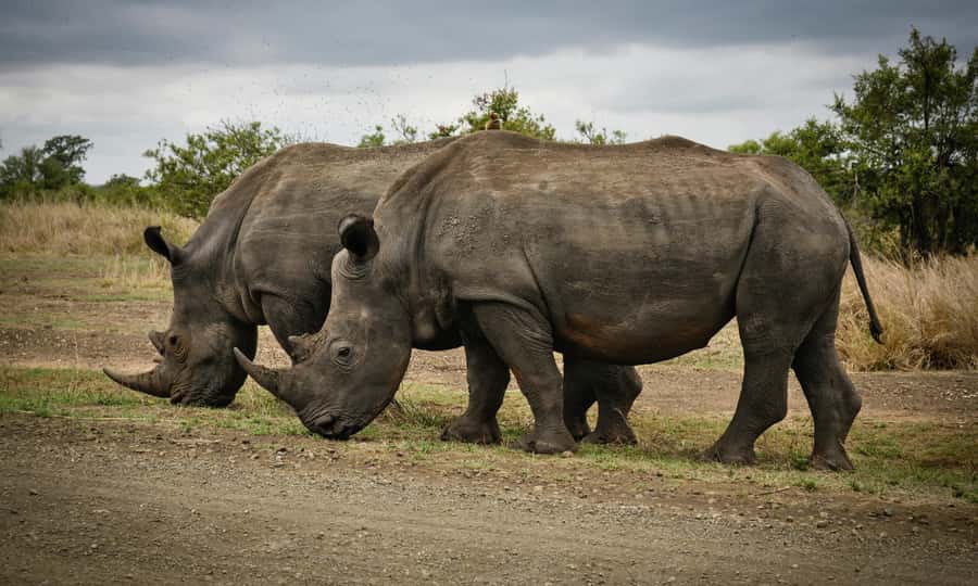 Sunset Safari at the big 5 Game Reserve All inclusive - Should you book it?