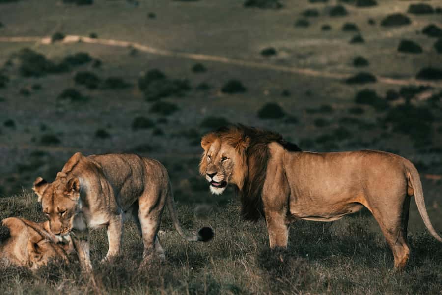 Sunset Safari at the big 5 Game Reserve All inclusive - What the three-hour reserve visit includes