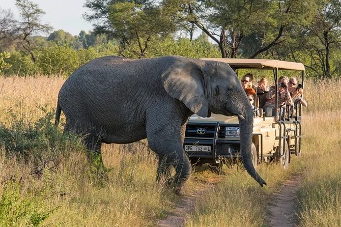 Sunset Safari Big 5 Aquila with Snacks and Wine Tasting - Key points to know before booking