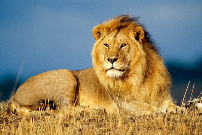 Sunset Safari Big 5 Aquila with Snacks and Wine Tasting - Why this Cape Town day trip has such broad appeal