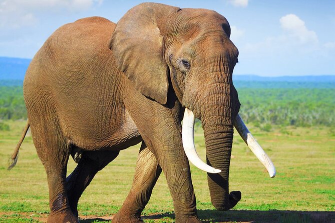 Sunset Safari Big 5 Aquila with Snacks and Wine Tasting - Castle of Good Hope: the day’s most substantial city visit