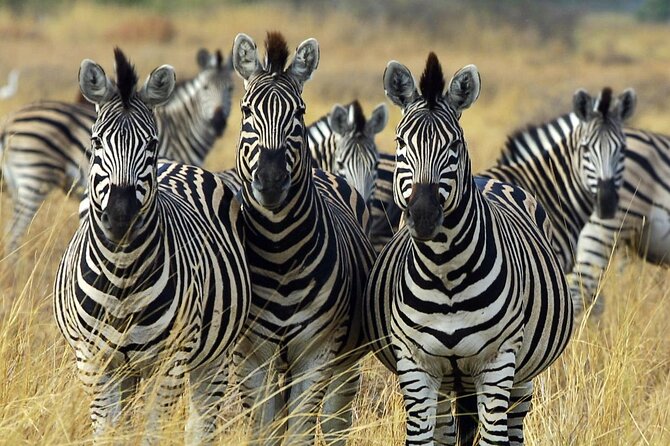 Sunset Safari Big 5 Aquila with Snacks and Wine Tasting - Starting at Bo-Kaap with colorful streets and Cape Town stories