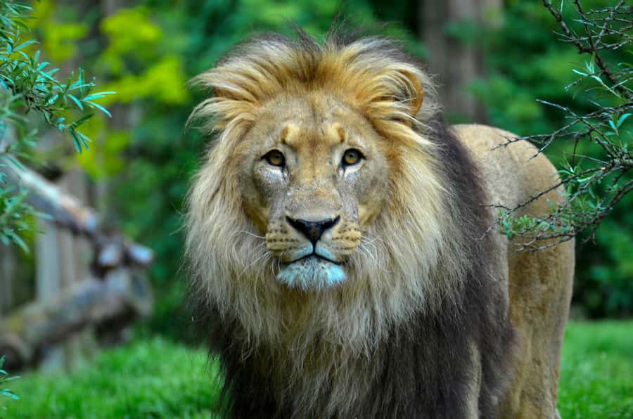 sunset safari big 5 Game reserve Group Tour - Key Points Before You Book