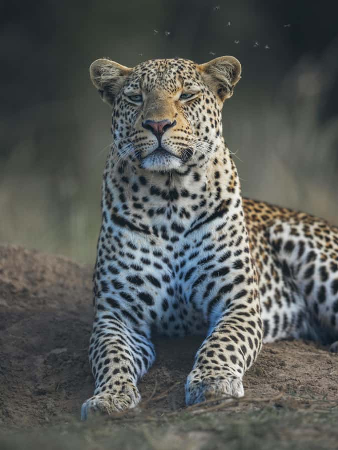 sunset safari big 5 Game reserve Group Tour - From Cape Town City Centre to the Open Karoo