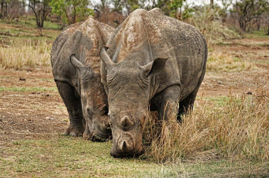 sunset safari big 5 Game reserve Group Tour - From Vineyards to Karoo Country