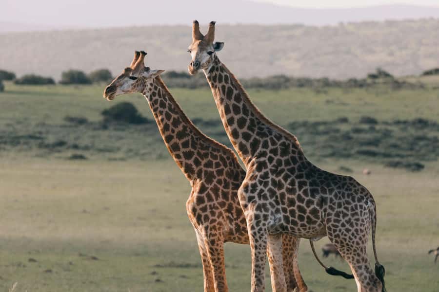 sunset safari big 5 Game reserve Group Tour - What Two Hours on the Game Drive Means