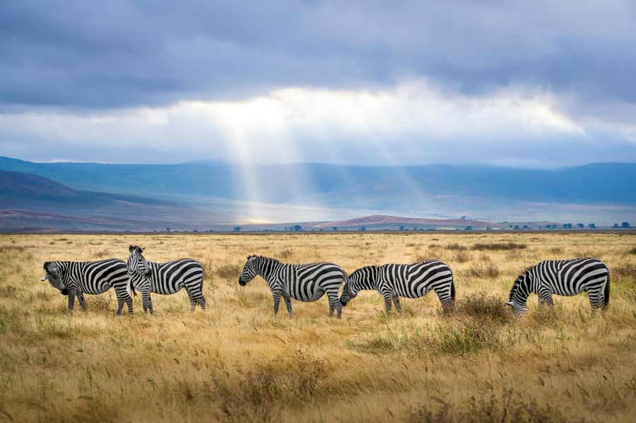 sunset safari big 5 Game reserve Group Tour - Meals Are Included, Drinks Are Not
