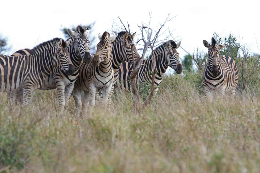 sunset safari big 5 Game reserve Group Tour - Is $224 a Fair Price?