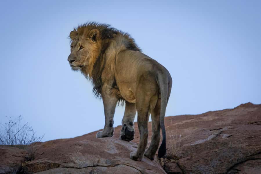 sunset safari big 5 Game reserve Group Tour - Worcester Makes a Useful Road Break