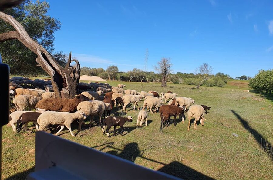 Sunset Safari in the Algarve Mountains - The quick facts worth knowing