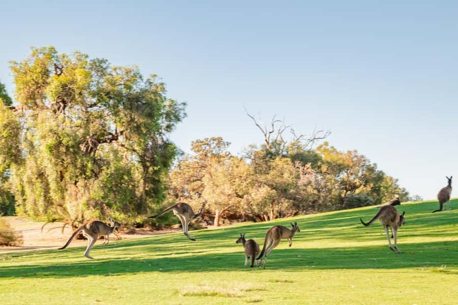 Swan Valley: Golf Cart Kangaroo Safari w/ Mini Golf & Drink - Key points at a glance
