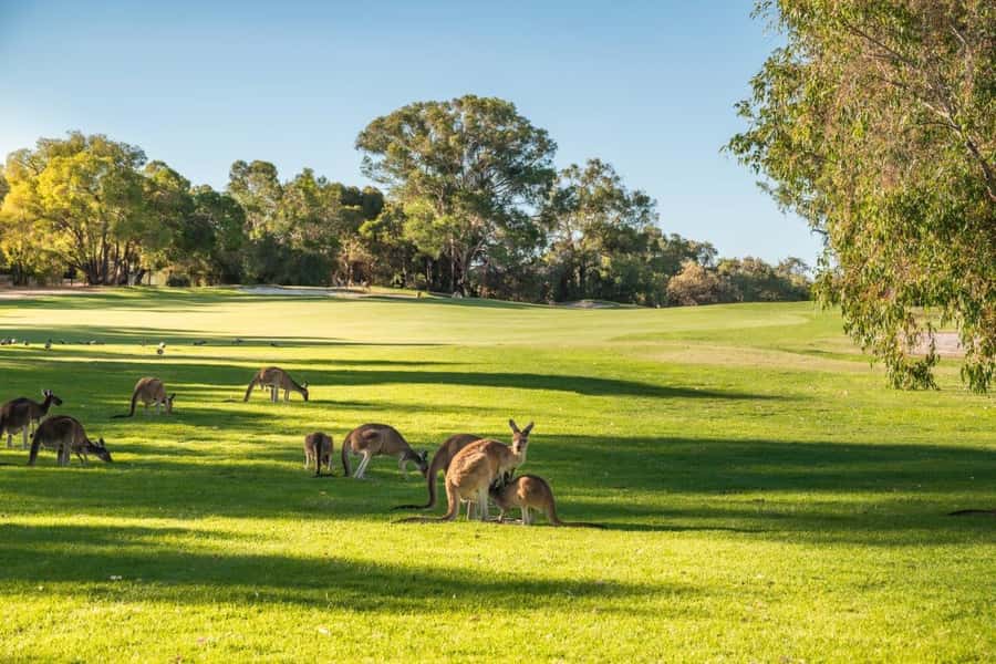 Swan Valley: Golf Cart Kangaroo Safari w/ Mini Golf & Drink - The sunset finish: a drink and 18 holes