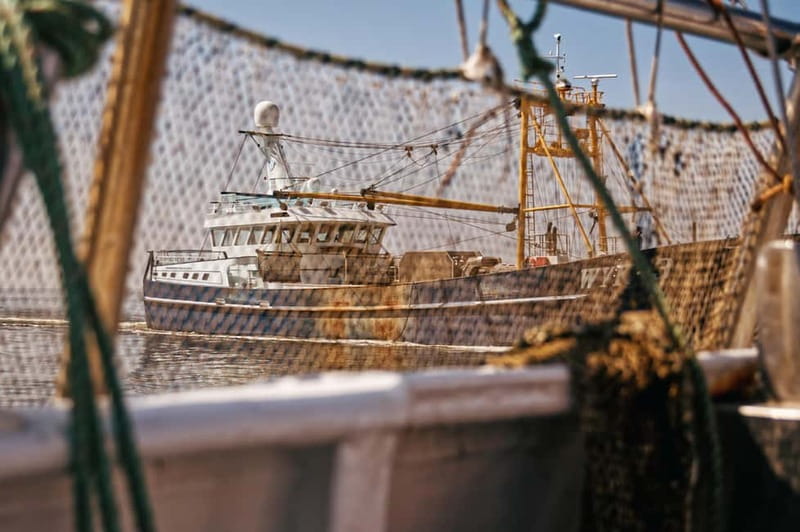 Sylt: Shell safari with boat | incl. Mussel tasting & 1 glass of wine - What makes this Sylt boat trip different
