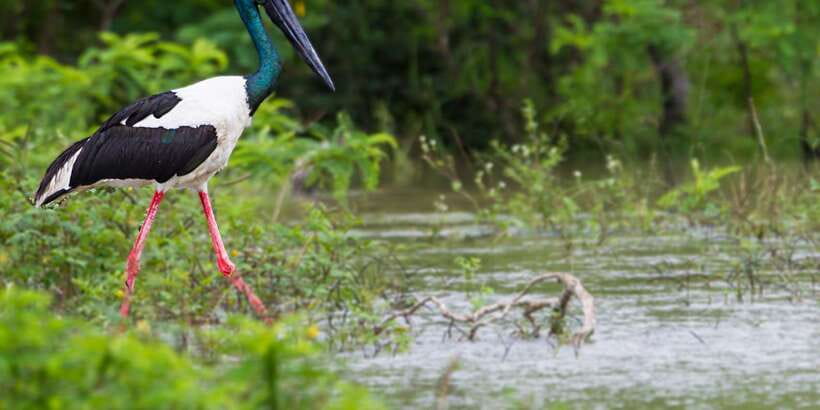 Tangalle/Hiriketiya/Galle: Shuttle to Ella with Yala Safari - What the three-hour safari is like