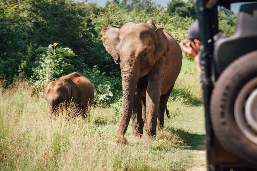 Tangalle/Hiriketiya: Yala National Park Safari in a 4x4 - The guides can shape the whole morning