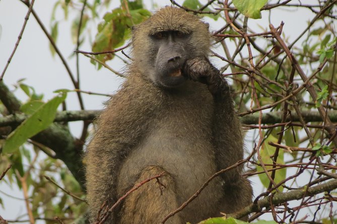 Tanzania - Arusha NP - Private Guided 4x4 Safari - Game Drive & Walking - Why Arusha National Park works so well as a day trip
