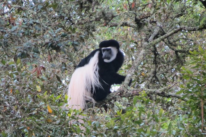 Tanzania - Arusha NP - Private Guided 4x4 Safari - Game Drive & Walking - Forest roads and black-and-white colobus monkeys
