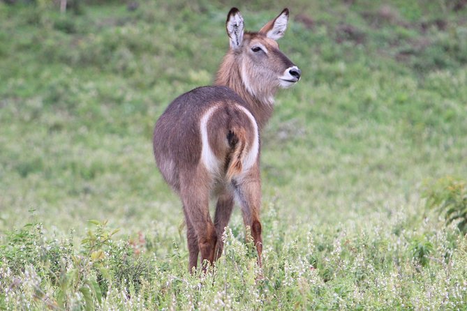 Tanzania - Arusha NP - Private Guided 4x4 Safari - Game Drive & Walking - Momella lakes and seasonal flamingos
