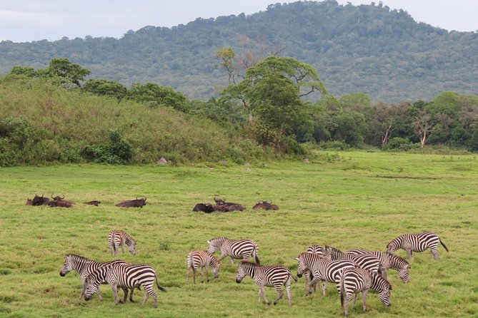 Tanzania - Arusha NP - Private Guided 4x4 Safari - Game Drive & Walking - The walking safari with an armed ranger