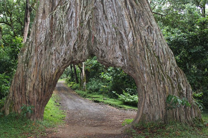 Tanzania - Arusha NP - Private Guided 4x4 Safari - Game Drive & Walking - Lunch, transport, and what the price covers