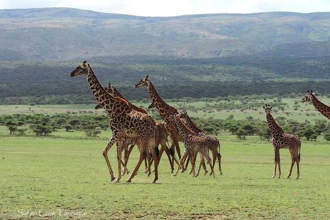 Tanzania safari with guide in Italian, the great Migration of the Serengeti - Why this eight-day route works