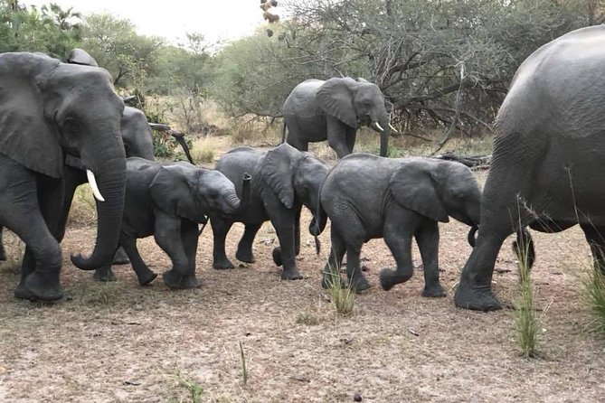 Tanzania safari with guide in Italian, the great Migration of the Serengeti - Seronera and the Serengeti: the heart of the safari