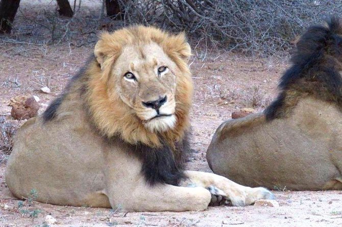 Tanzania safari with guide in Italian, the great Migration of the Serengeti - Tarangire: elephants, baobabs, and a final game drive