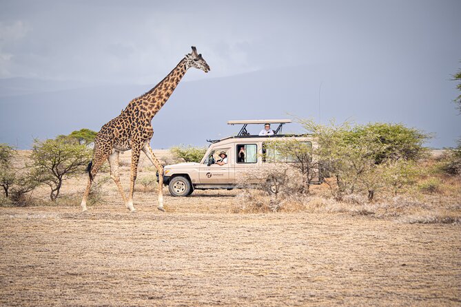 Tanzania Simba Safari - 5 Days - What this five-day safari is really offering