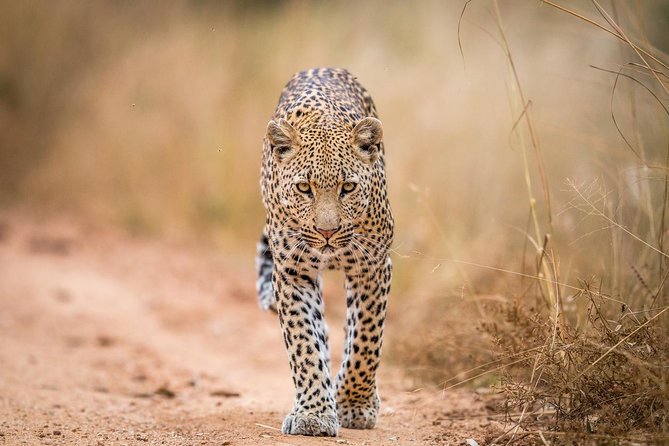 Tanzania Simba Safari - 5 Days - Day 3: Your full Serengeti wildlife day