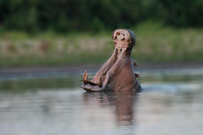 Tanzania Simba Safari - 5 Days - Meals, lodging, and extra costs