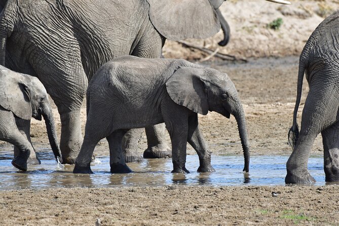 Tanzania Wildlife Cultural Safari from Arusha. - Starting in Arusha with a gentle first day