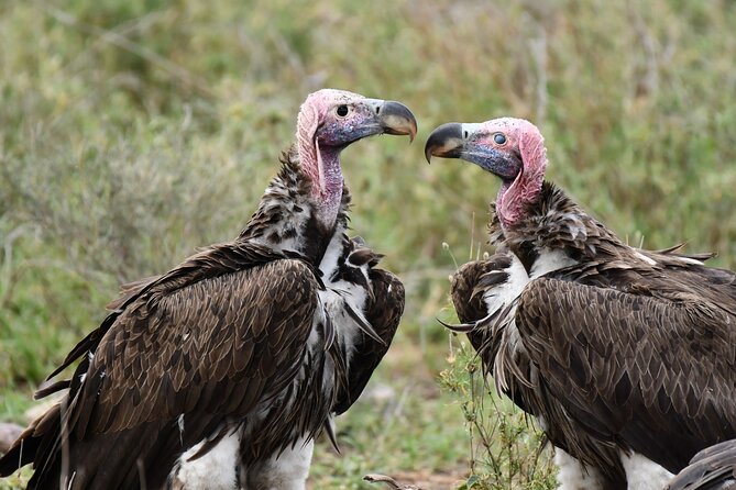Tanzania Wildlife Cultural Safari from Arusha. - Two Serengeti days give wildlife more time to appear