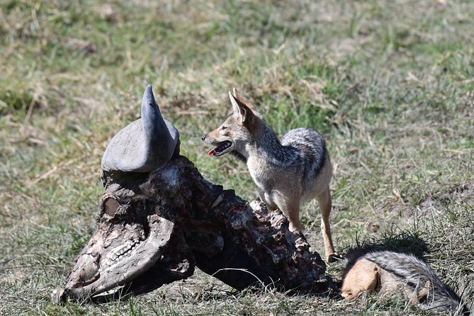 Tanzania Wildlife Cultural Safari from Arusha. - Ngorongoro Crater delivers a concentrated wildlife day