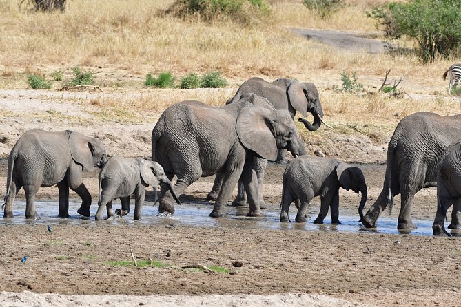 Tanzania Wildlife Cultural Safari from Arusha. - Lake Manyara packs several habitats into one park