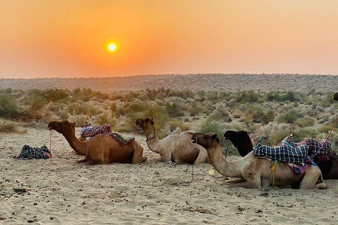 Thar Desert Camel Tour, Guide with over 25 years of experience! - Two hours by camel toward the dunes