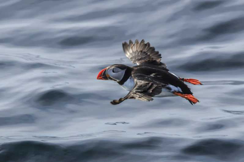 The Bird Safari Tour - Key details before you book