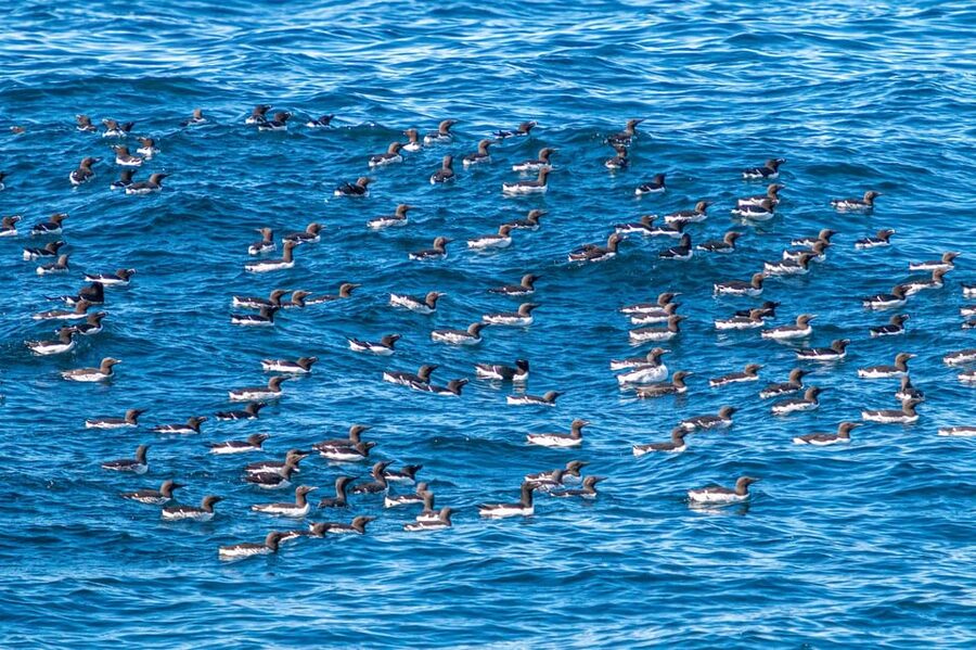 The Bird Safari Tour - Ten minutes to the Gjesværstappan bird cliffs