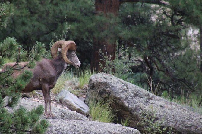 The Rocky Mountain National Park Safari Tour - Why this three-hour tour works well in Rocky Mountain National Park
