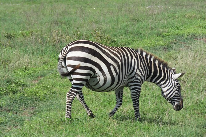 The World's Most Affordable 5-day Serengeti Budget Camping Safari - Why this route works for a first Tanzania safari