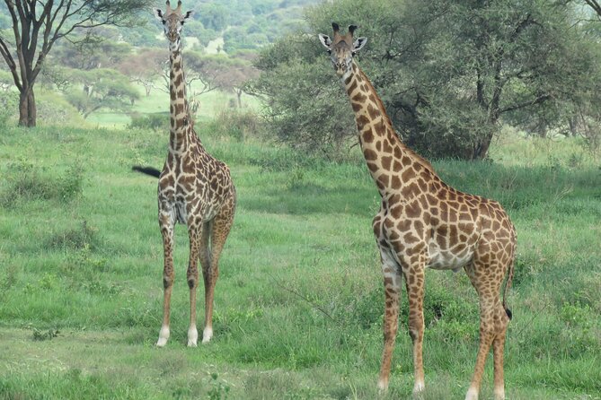 The World's Most Affordable 5-day Serengeti Budget Camping Safari - Day 4: Sunrise viewing, then Ngorongoro