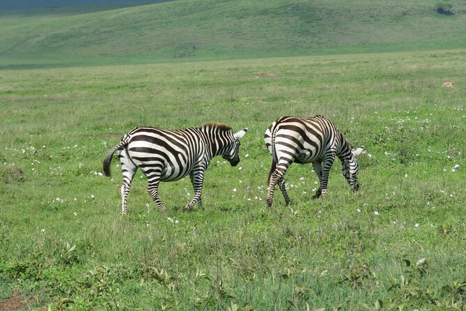 The World's Most Affordable 5-day Serengeti Budget Camping Safari - Day 5: Five hours inside Ngorongoro Crater