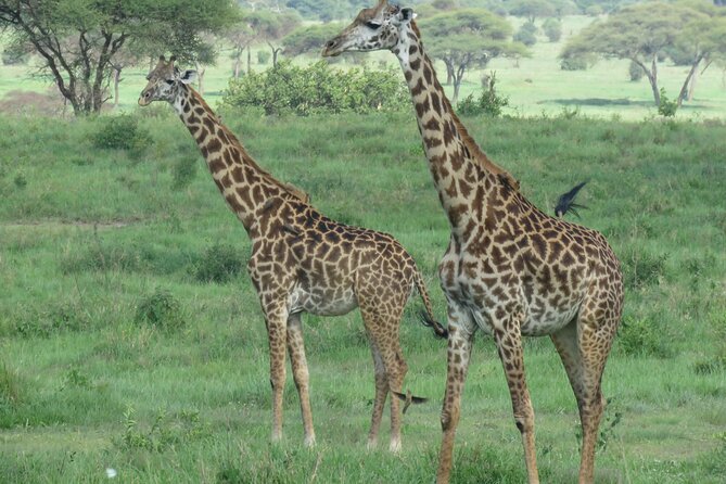 The World's Most Affordable 5-day Serengeti Budget Camping Safari - Camping comfort and what the $1,040 covers