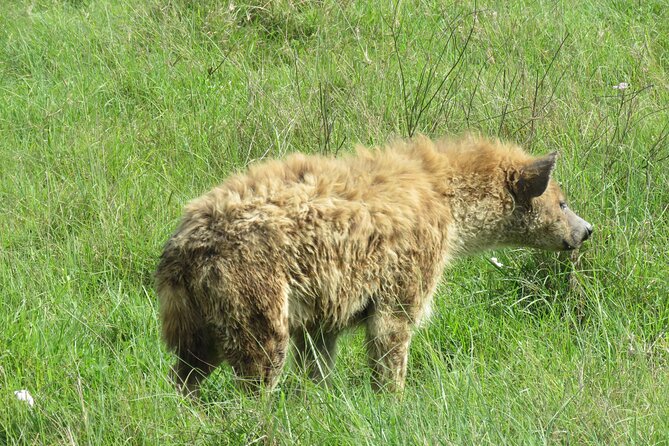 The World's Most Affordable 5-day Serengeti Budget Camping Safari - Day 1: Tarangire’s elephants and baobabs