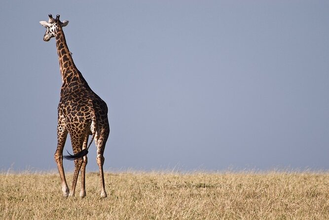 Top Best 5 Days Tanzania Luxury Safari to Serengeti - Why this route works from Arusha