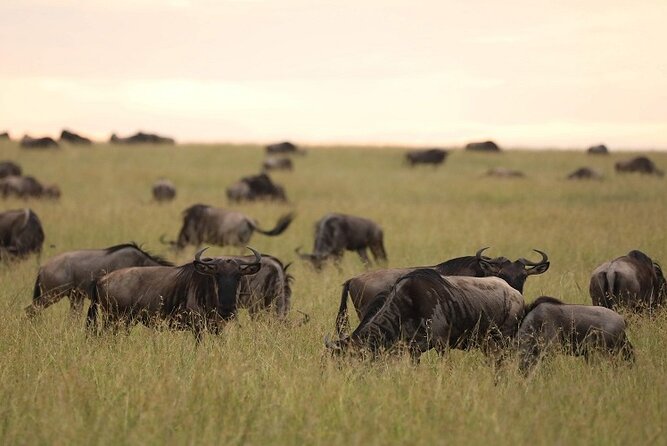 Top Best 5 Days Tanzania Luxury Safari to Serengeti - Transport, lodging, and meals