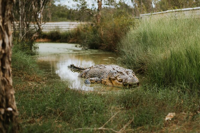 Top End Safari Camp Day Tour - Meeting the rescue crocodiles up close