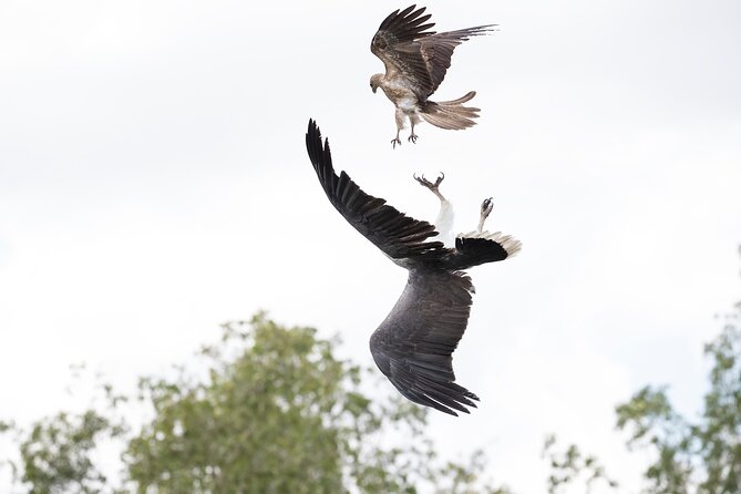 Top End Safari Camp Day Tour - The airboat ride is the day’s main thrill