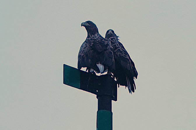 Trollfjord and Sea Eagle Safari Tour from Svolvaer - Who will enjoy this trip most?