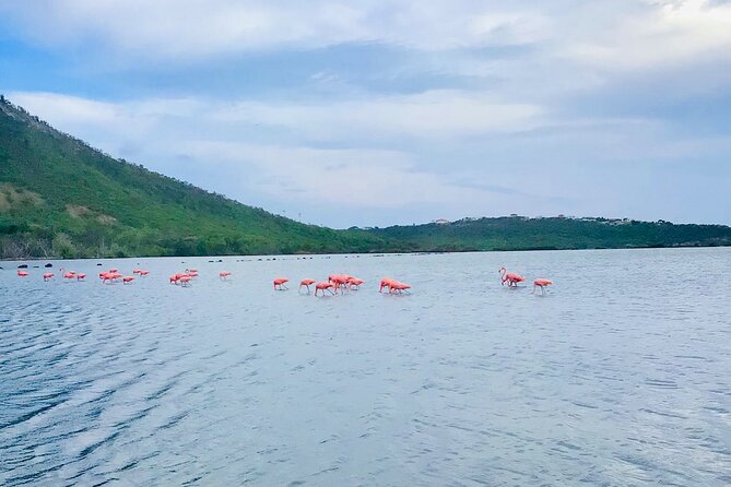 Turtle Swim at TurtleBay visit Flamingos & KnipBeach Safari Truck - What this Curaçao wildlife tour is really like