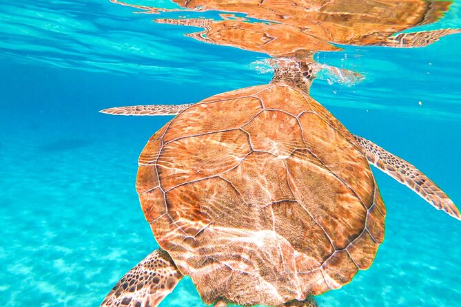 Turtle Swim at TurtleBay visit Flamingos & KnipBeach Safari Truck - Knip Beach delivers the best scenery